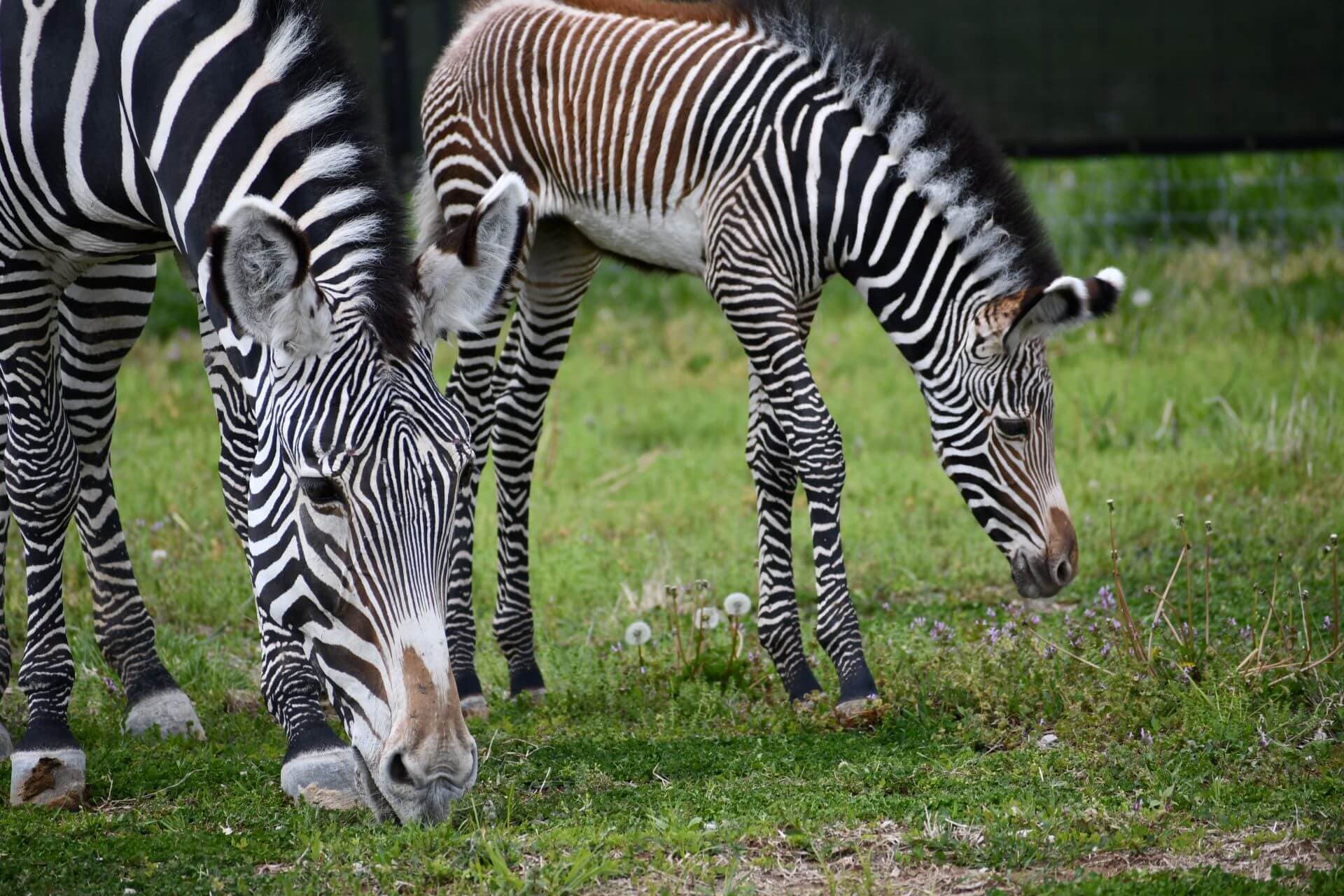 First-ever birth at WildCare Park | Saint Louis Zoo