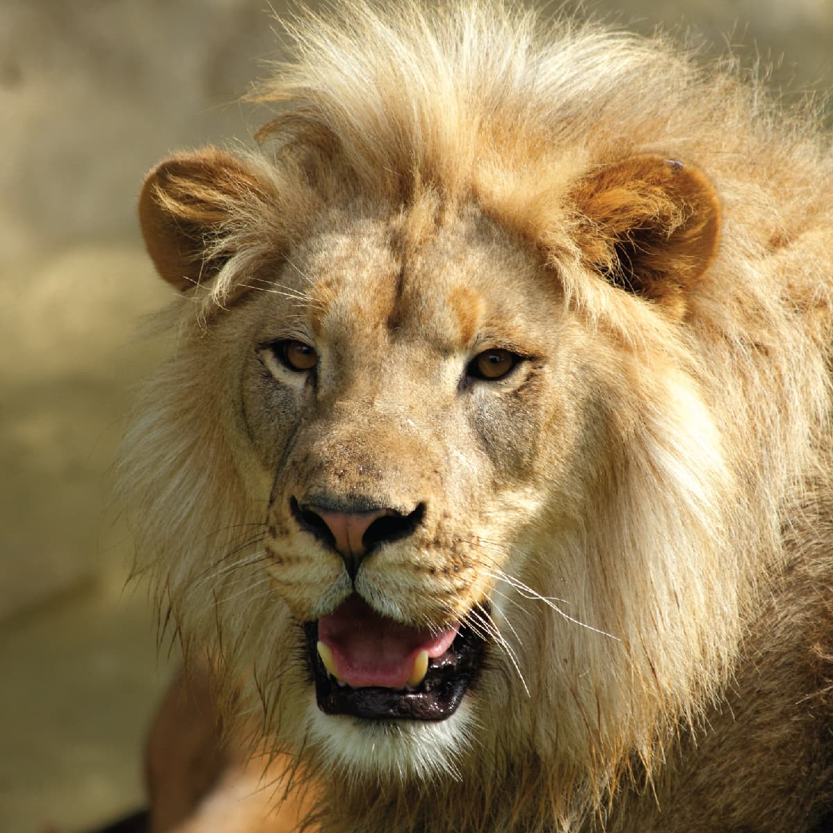 Saint Louis Zoo | African Lion