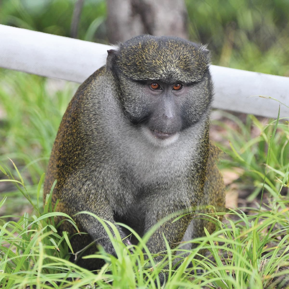 Saint Louis Zoo | Allen's Swamp Monkey