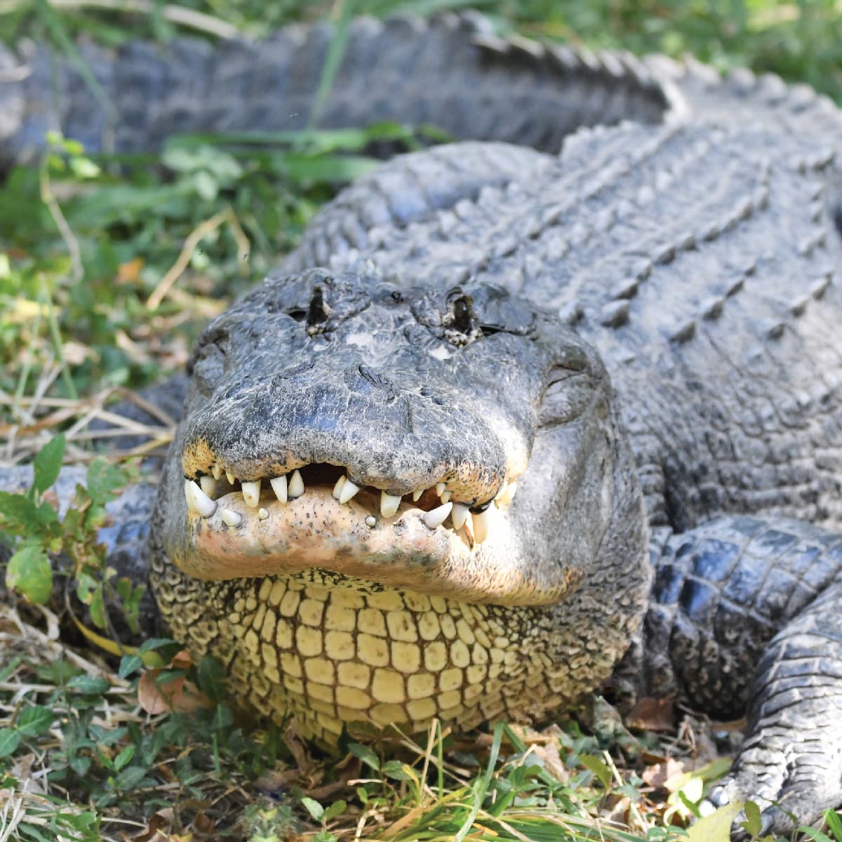 American Alligator Habitat Map