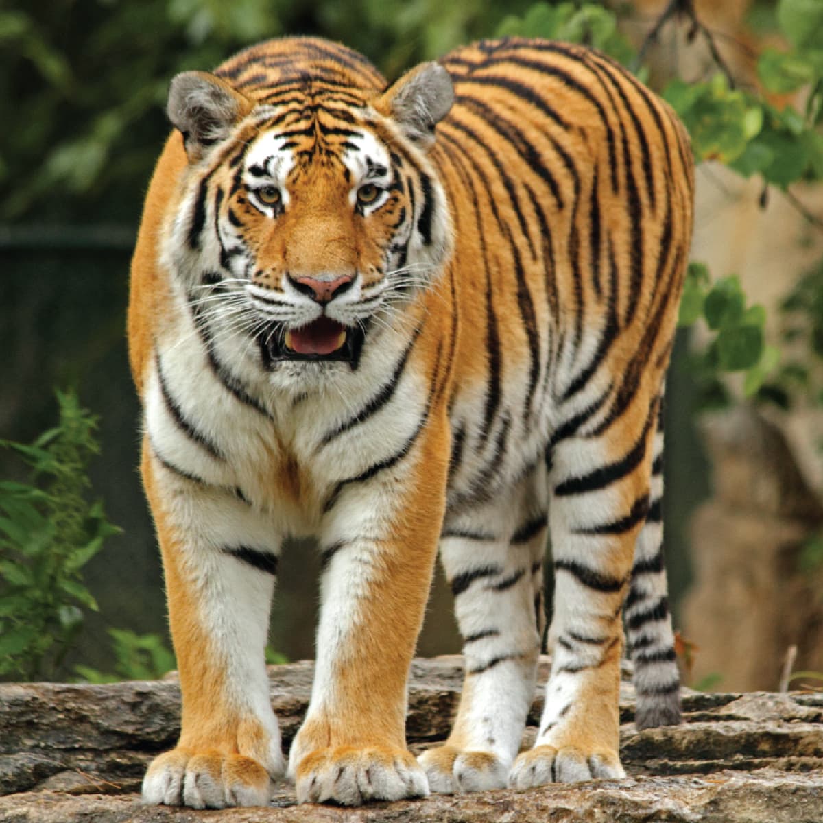 Amur tiger  Saint Louis Zoo