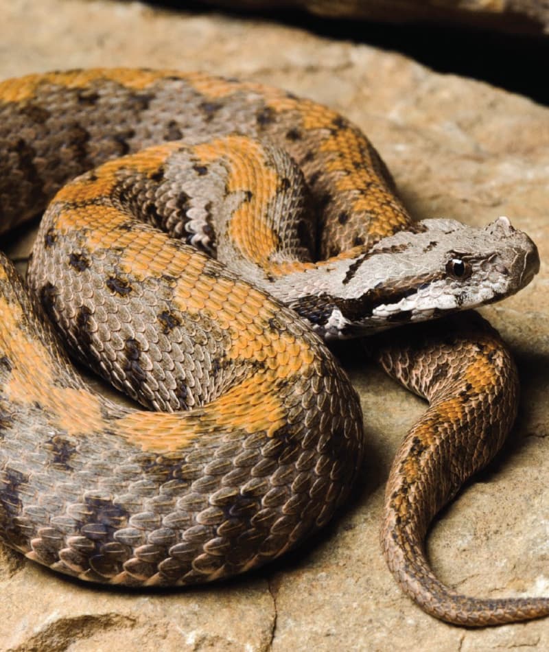 A closer look at Viper Snake Nutrition And Behavior Guide