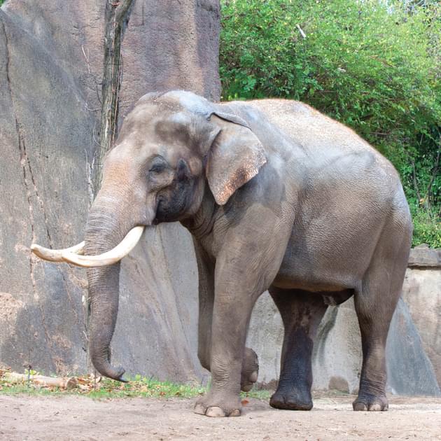 Asian Elephant  Saint Louis Zoo