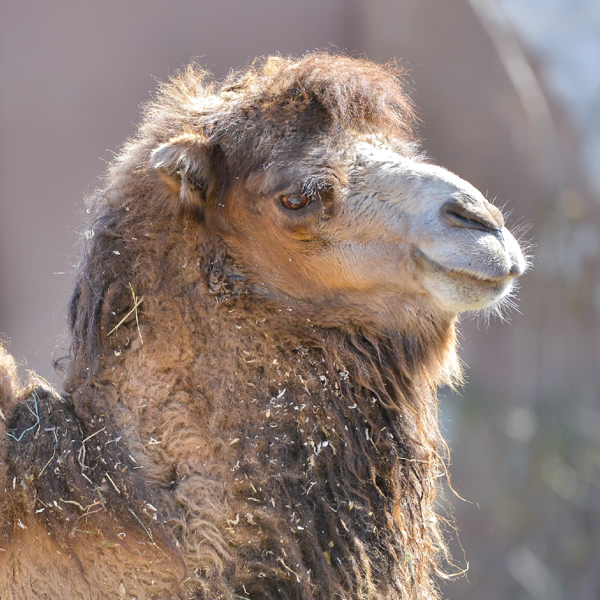 Saint Louis Zoo | Bactrian Camel