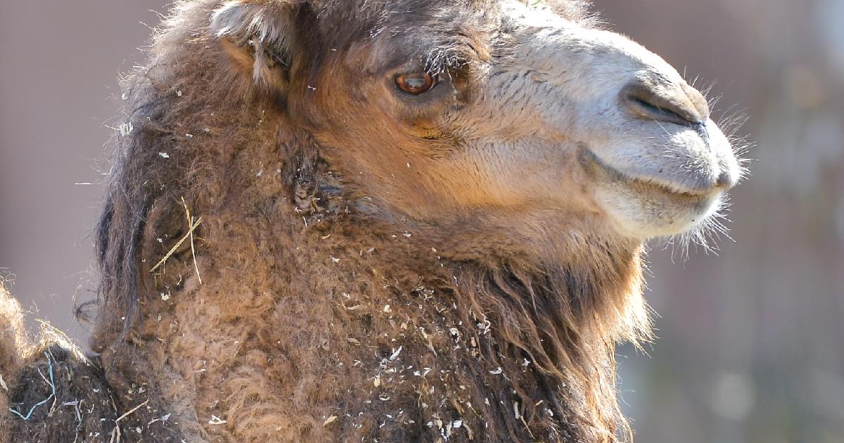 Saint Louis Zoo | Bactrian Camel