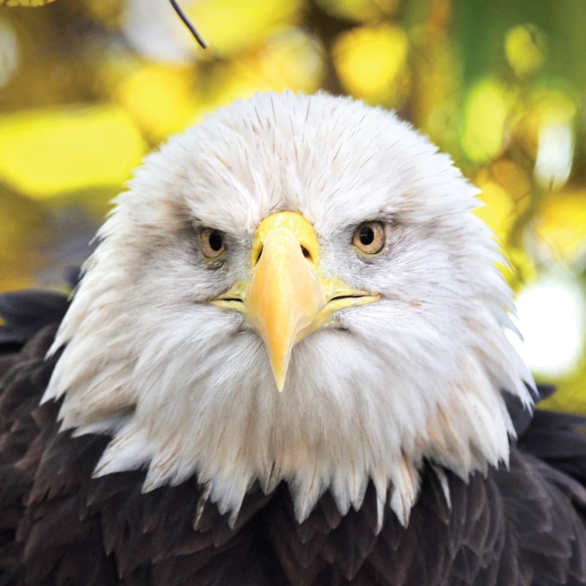 Saint Louis Zoo | Bald Eagle