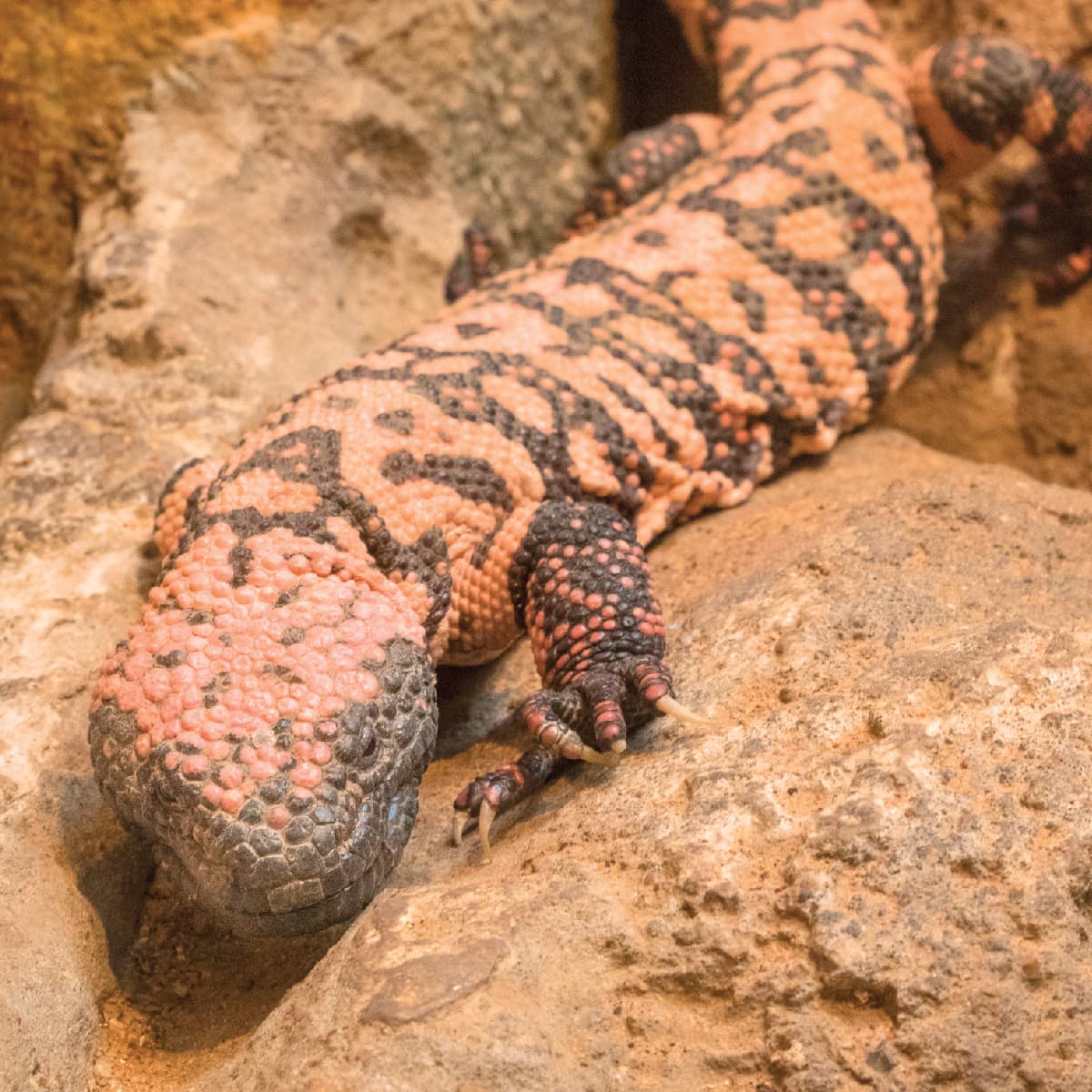 Banded Gila Monster | Saint Louis Zoo