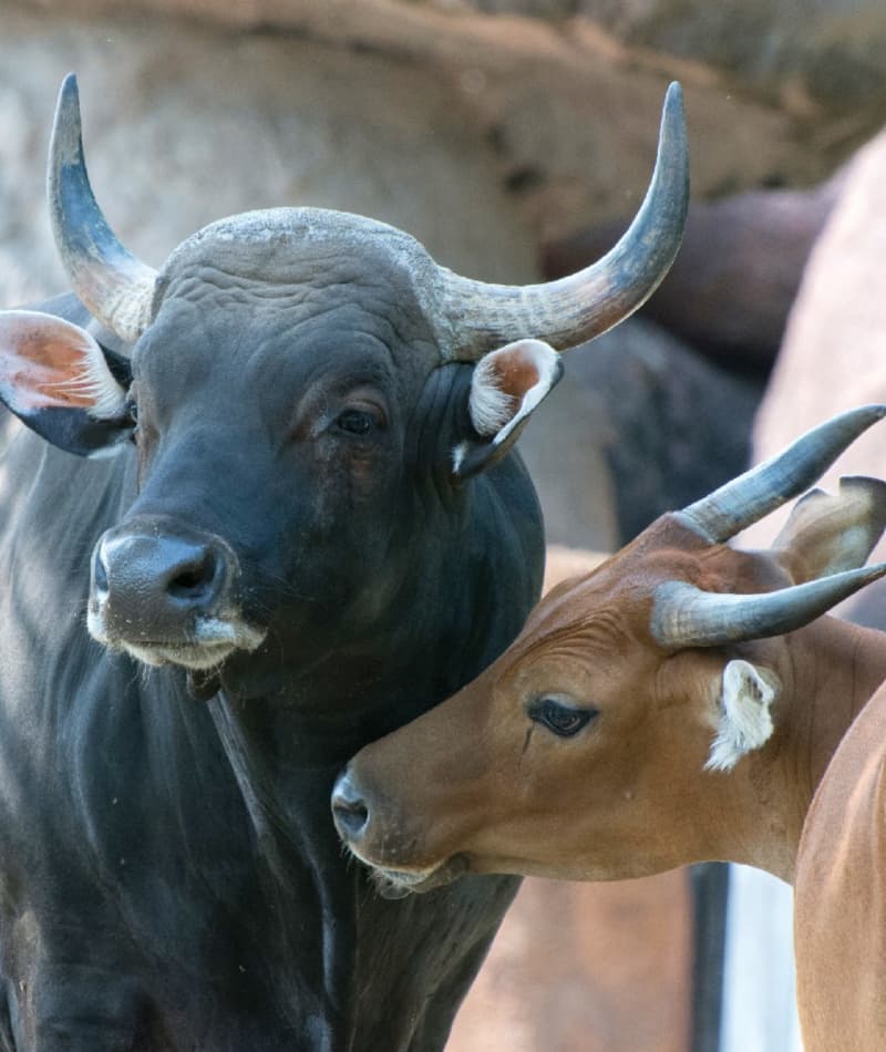 Saint Louis Zoo | Banteng Saint Louis Zoo | Banteng
