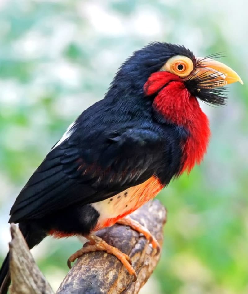 Bearded Barbet | Saint Louis Zoo