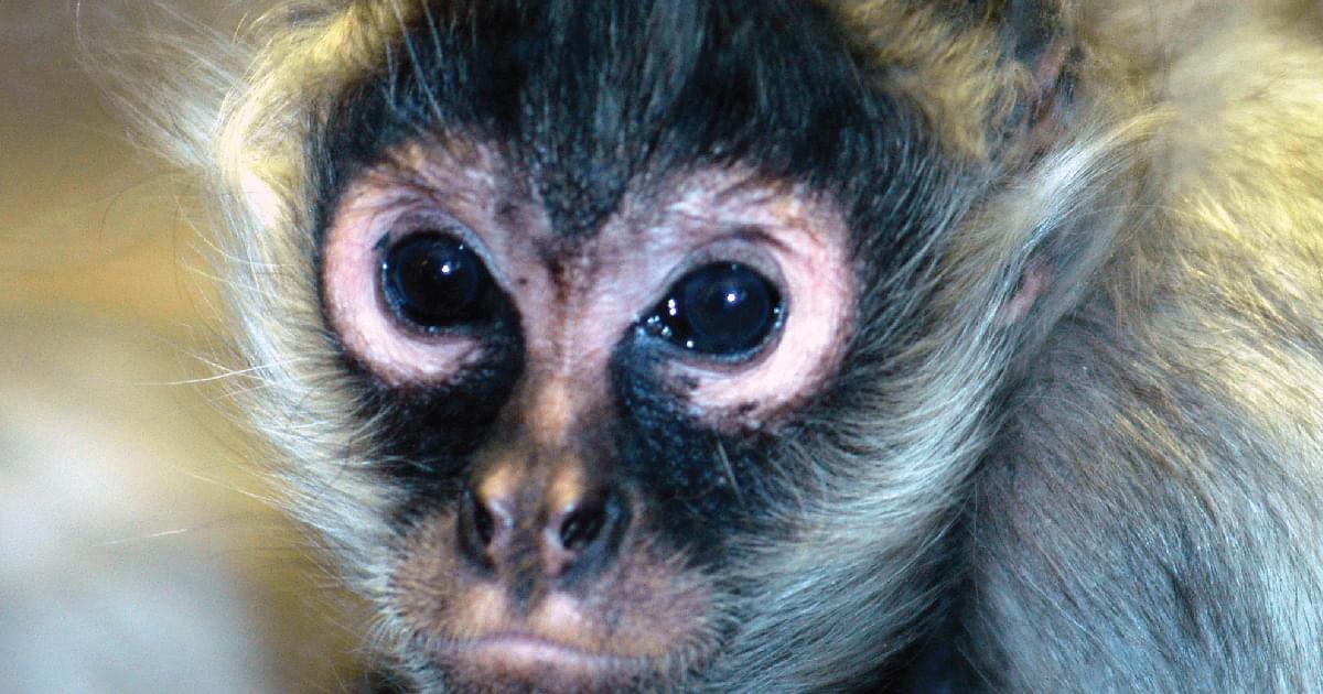 Spider Monkey Predators