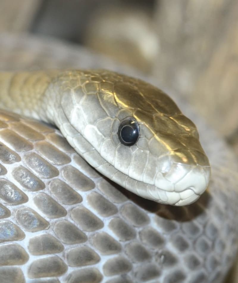 Black Mamba | Saint Louis Zoo