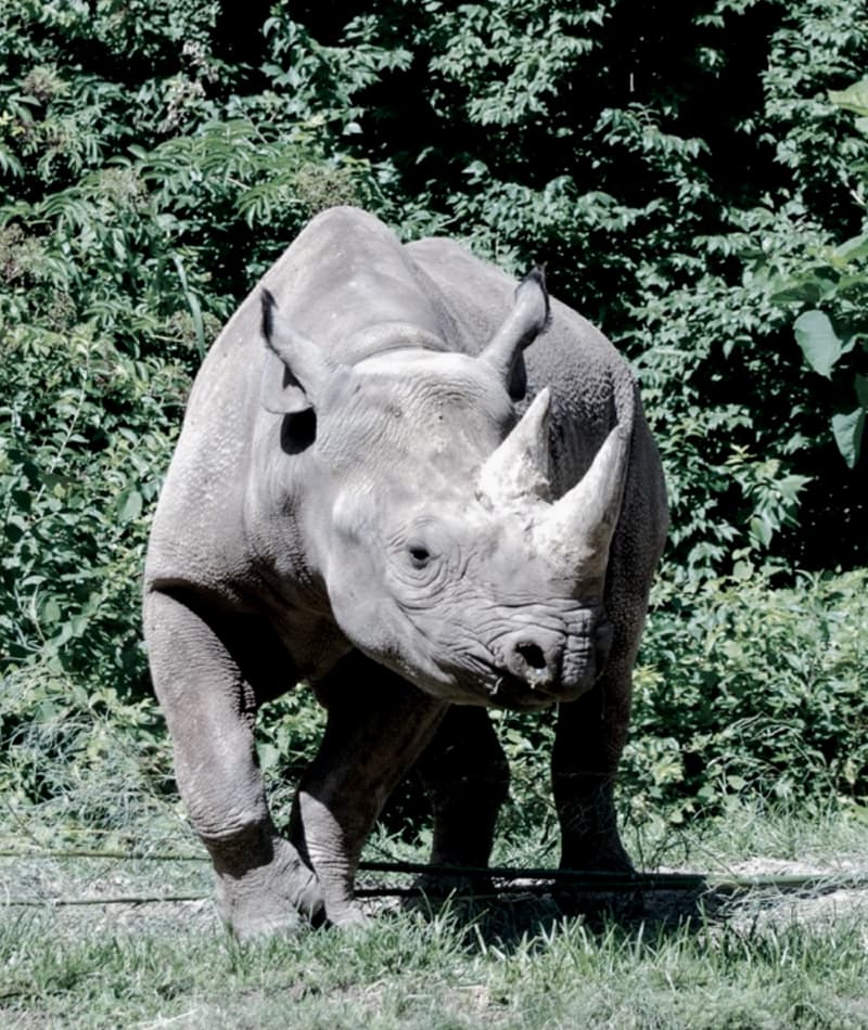 Rhino