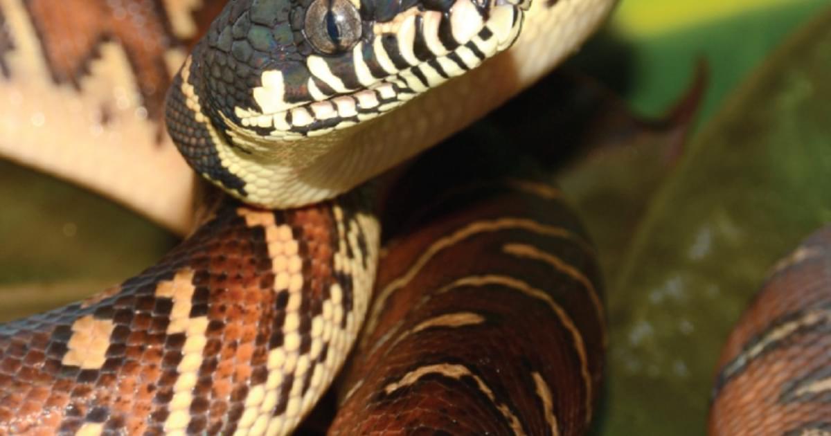 Boelen's Python | Saint Louis Zoo