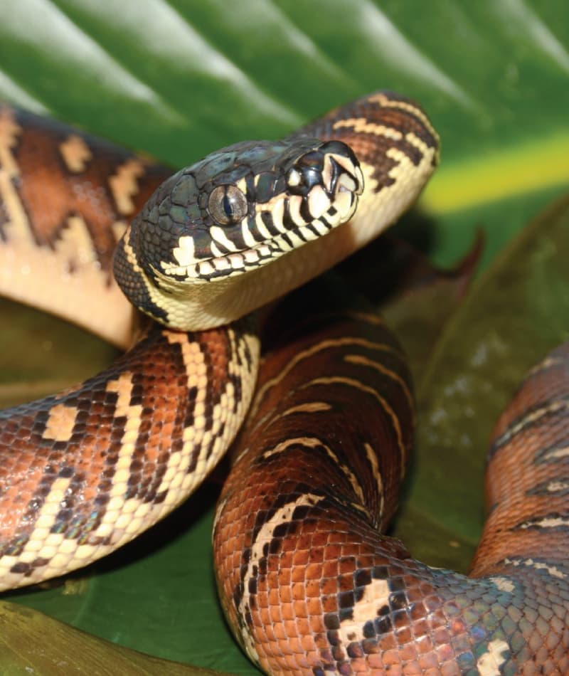 Boelen's Python | Saint Louis Zoo