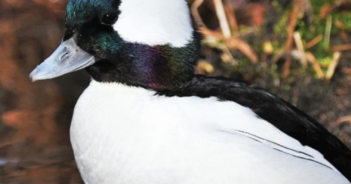 Saint Louis Zoo | Bufflehead Duck