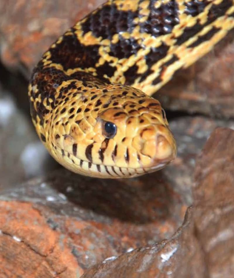 Bullsnake Bullsnake | Saint Louis Zoo