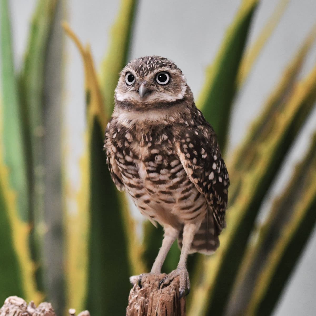 Burrowing Owl Saint Louis Zoo burrowing-owl-saint-louis-zoo