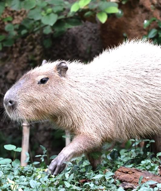 Capybara  Saint Louis Zoo