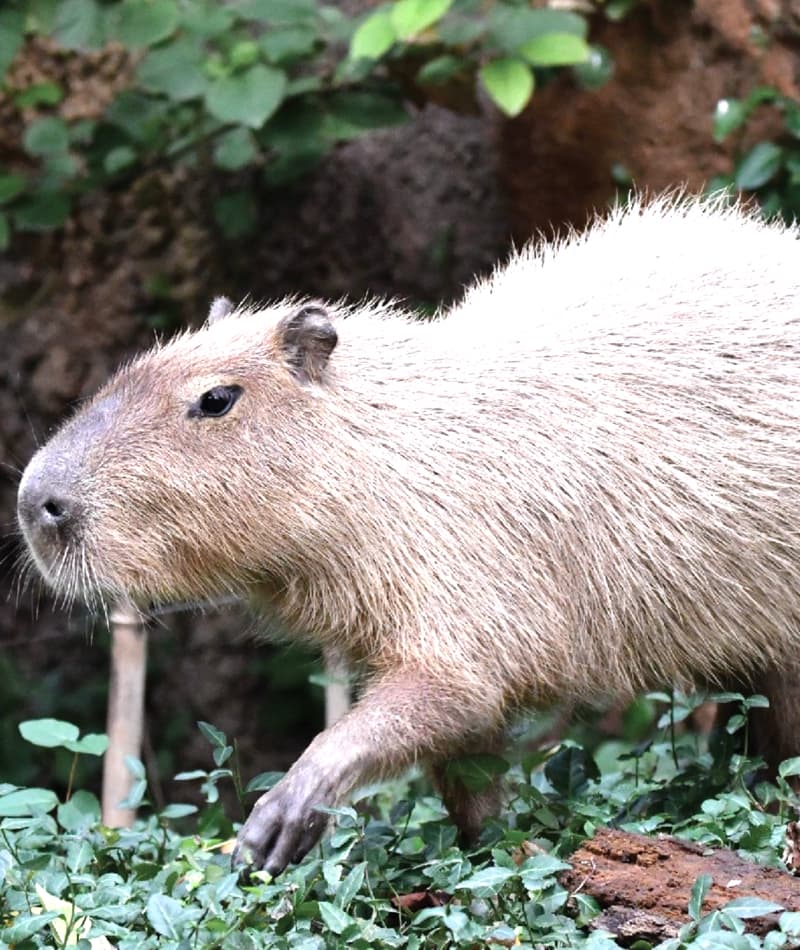 Largest Rodents in the World