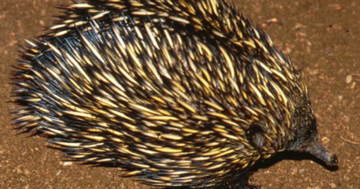 Egg-Laying Mammals | Saint Louis Zoo