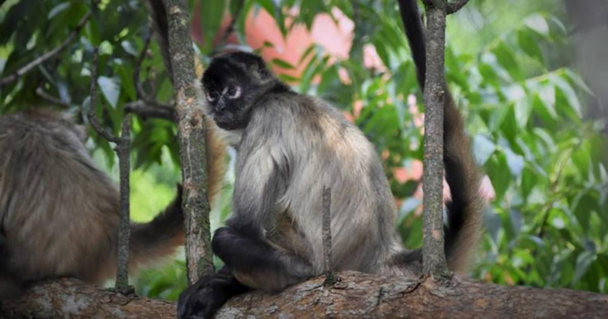 Lemurs Monkeys And Apes Saint Louis Zoo lemurs-monkeys-and-apes-saint-louis-zoo