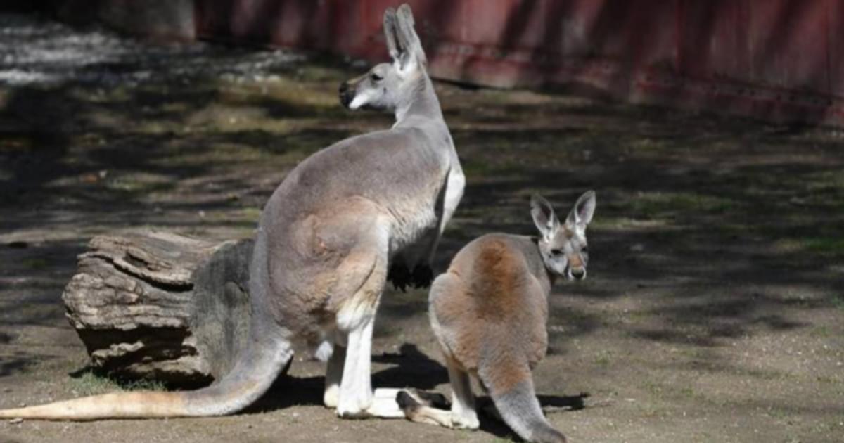 Pouched Mammals | Saint Louis Zoo