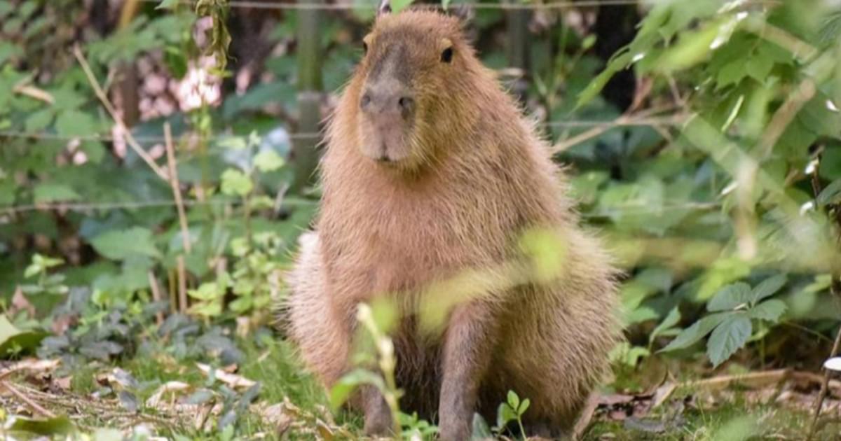 Rodents Saint Louis Zoo rodents-saint-louis-zoo
