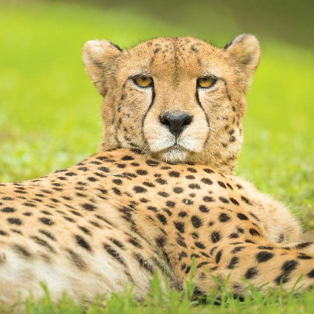 Large Rarge Cheetah Grassland Cheetah