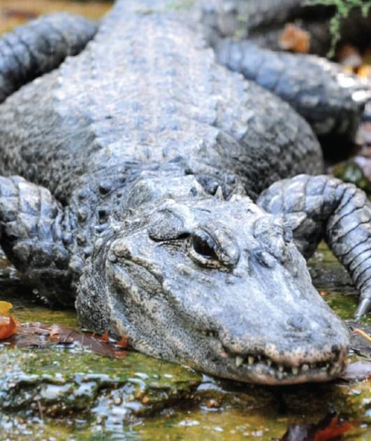 Exploding Allegator Alligator
