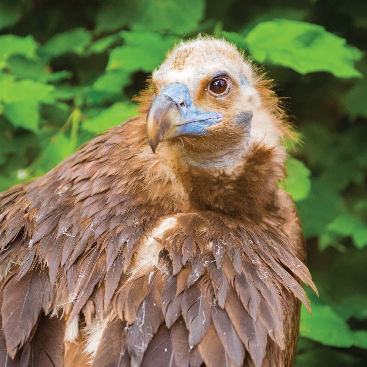 Cinereous Vulture | Saint Louis Zoo