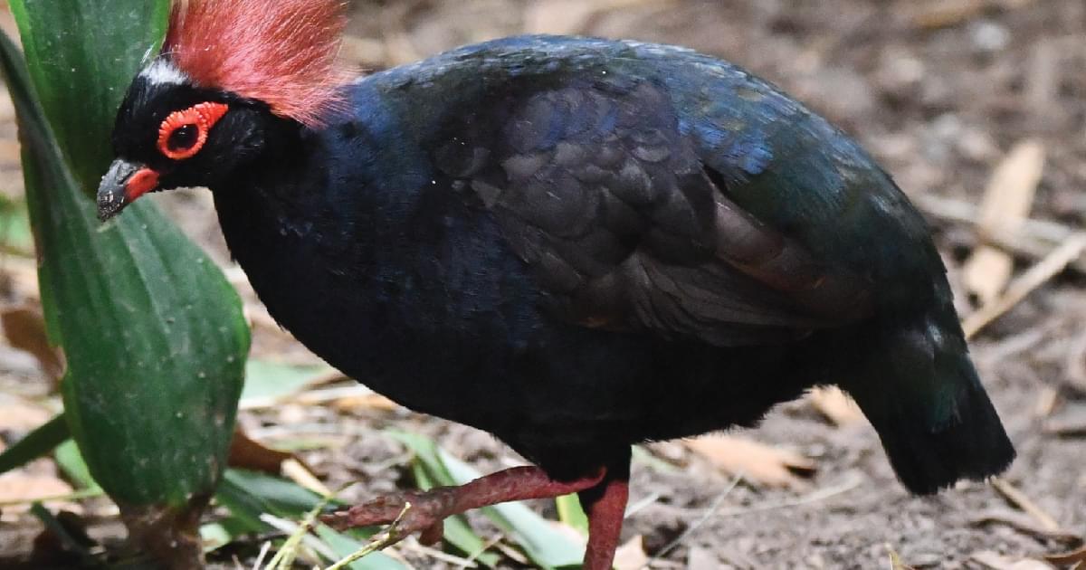 Blue Partridge Partridge
