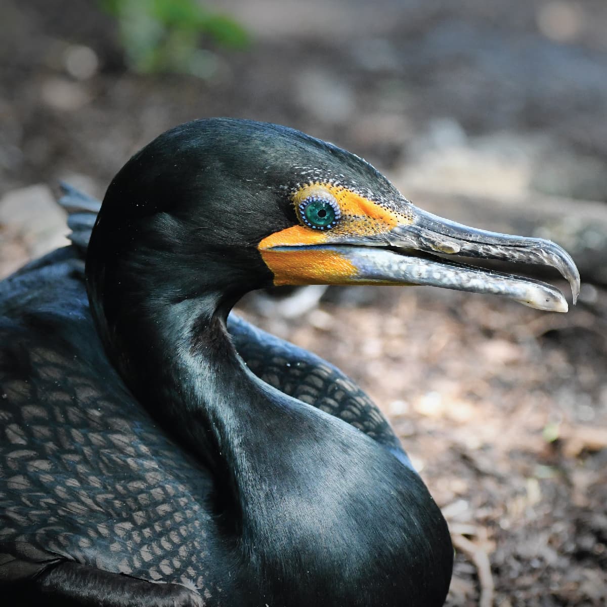 Double-crested Cormorant | Saint Louis Zoo