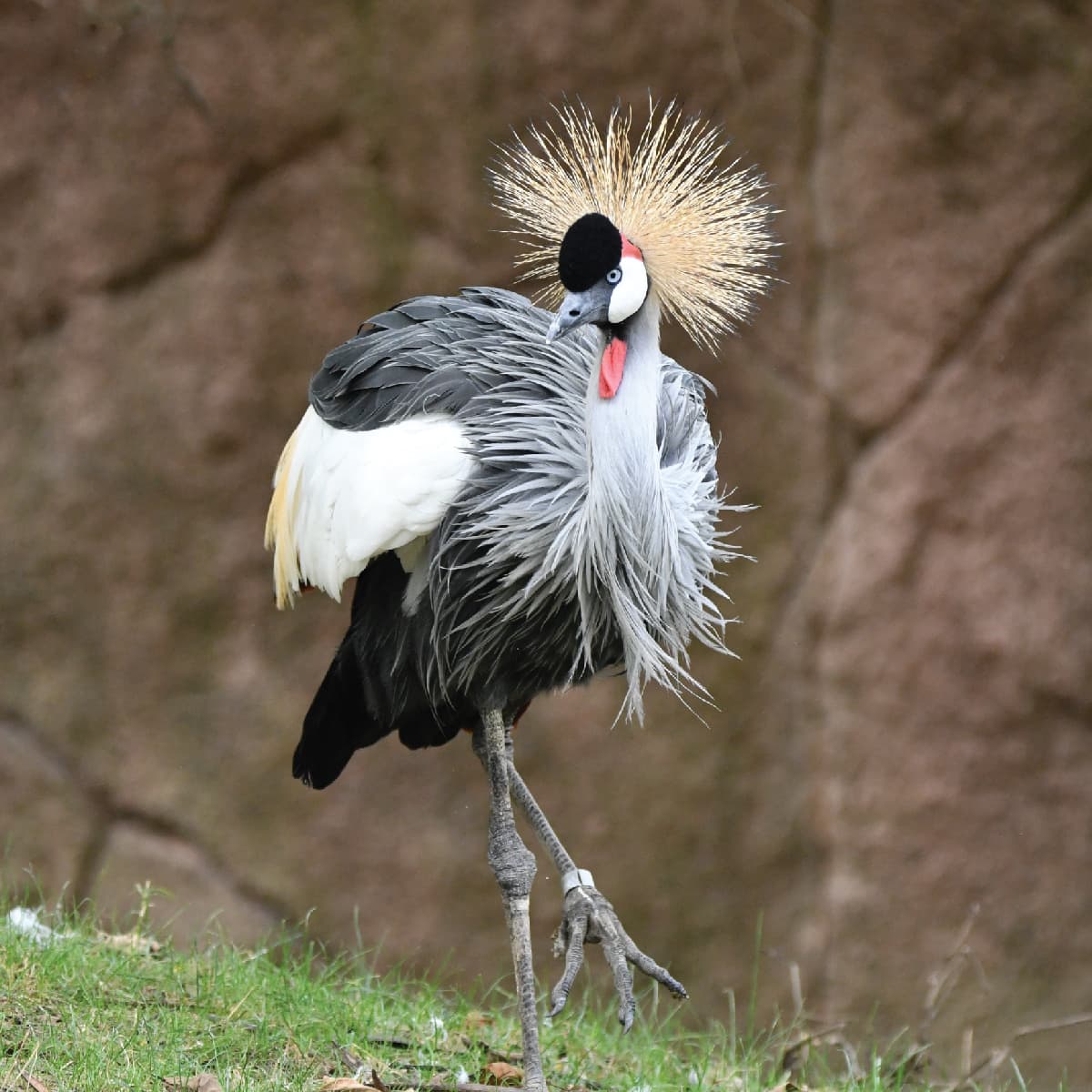 East African Crowned Crane | Saint Louis Zoo