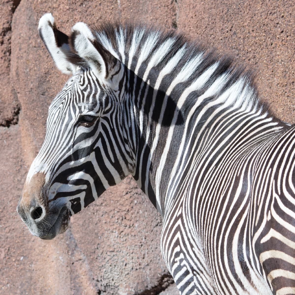 Saint Louis Zoo | Grevy's Zebra Saint Louis Zoo | Grevy's Zebra