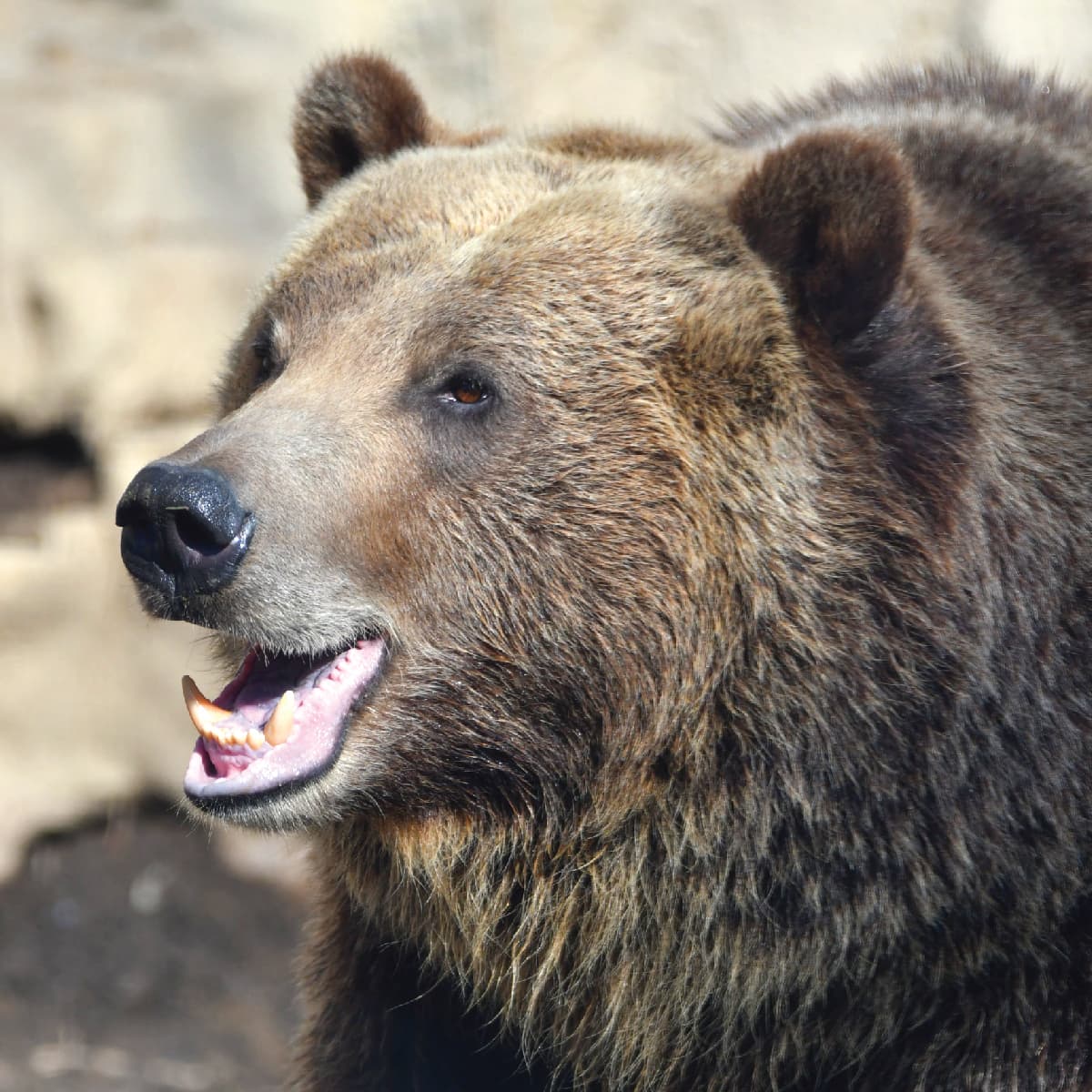 Grizzly Bear  Saint Louis Zoo