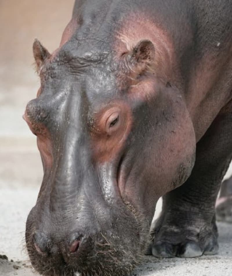 Saint Louis Zoo | Hippopotamus Saint Louis Zoo | Hippopotamus