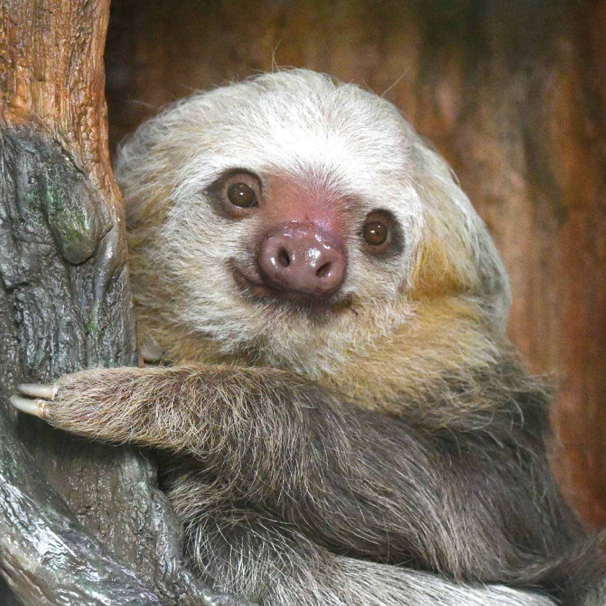Hoffman s Two toed Sloth Saint Louis Zoo hoffman-s-two-toed-sloth-saint-louis-zoo
