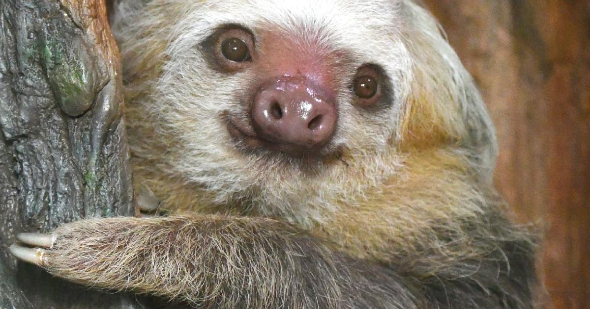 Hoffman's Two-toed Sloth | Saint Louis Zoo