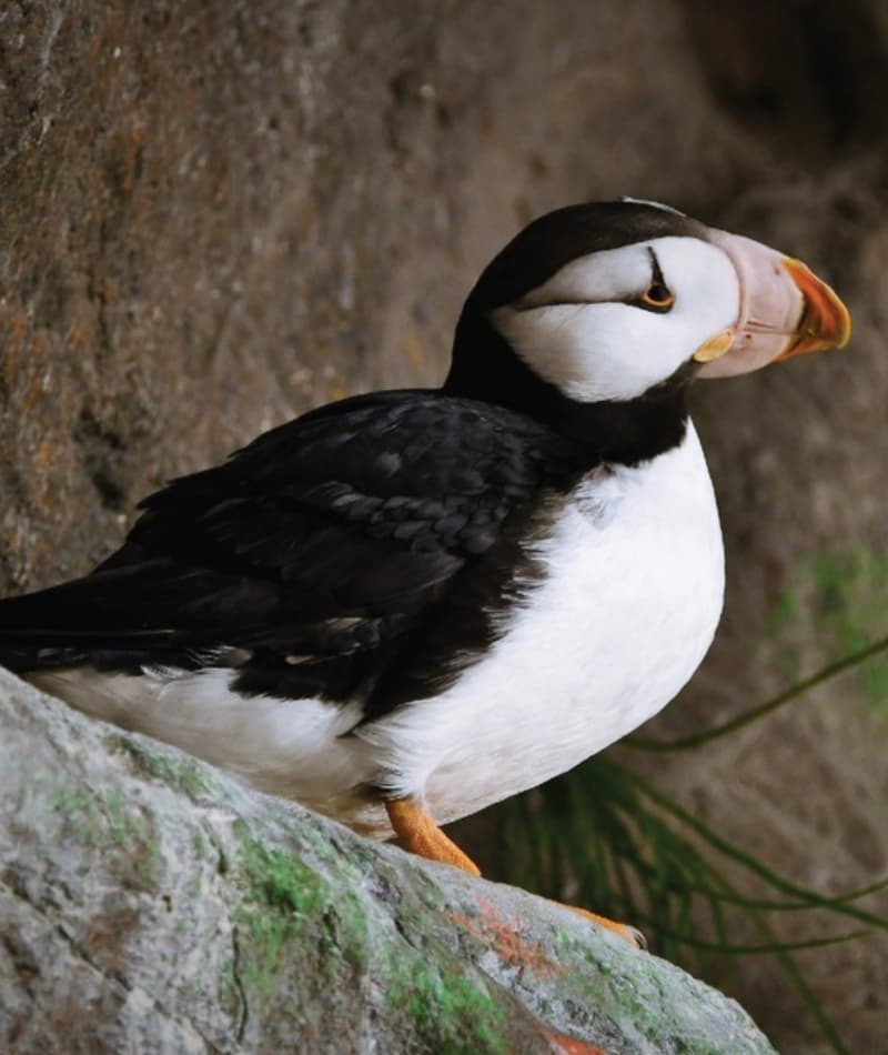 Saint Louis Zoo | Horned Puffin