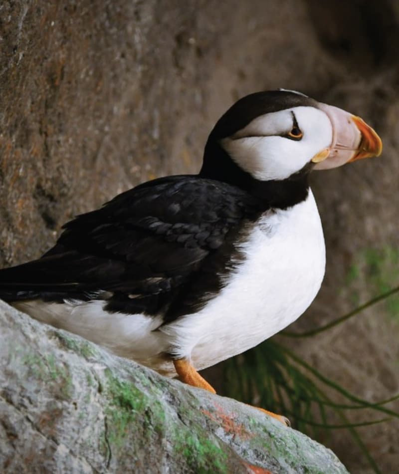 Horned Puffin Saint Louis Zoo
