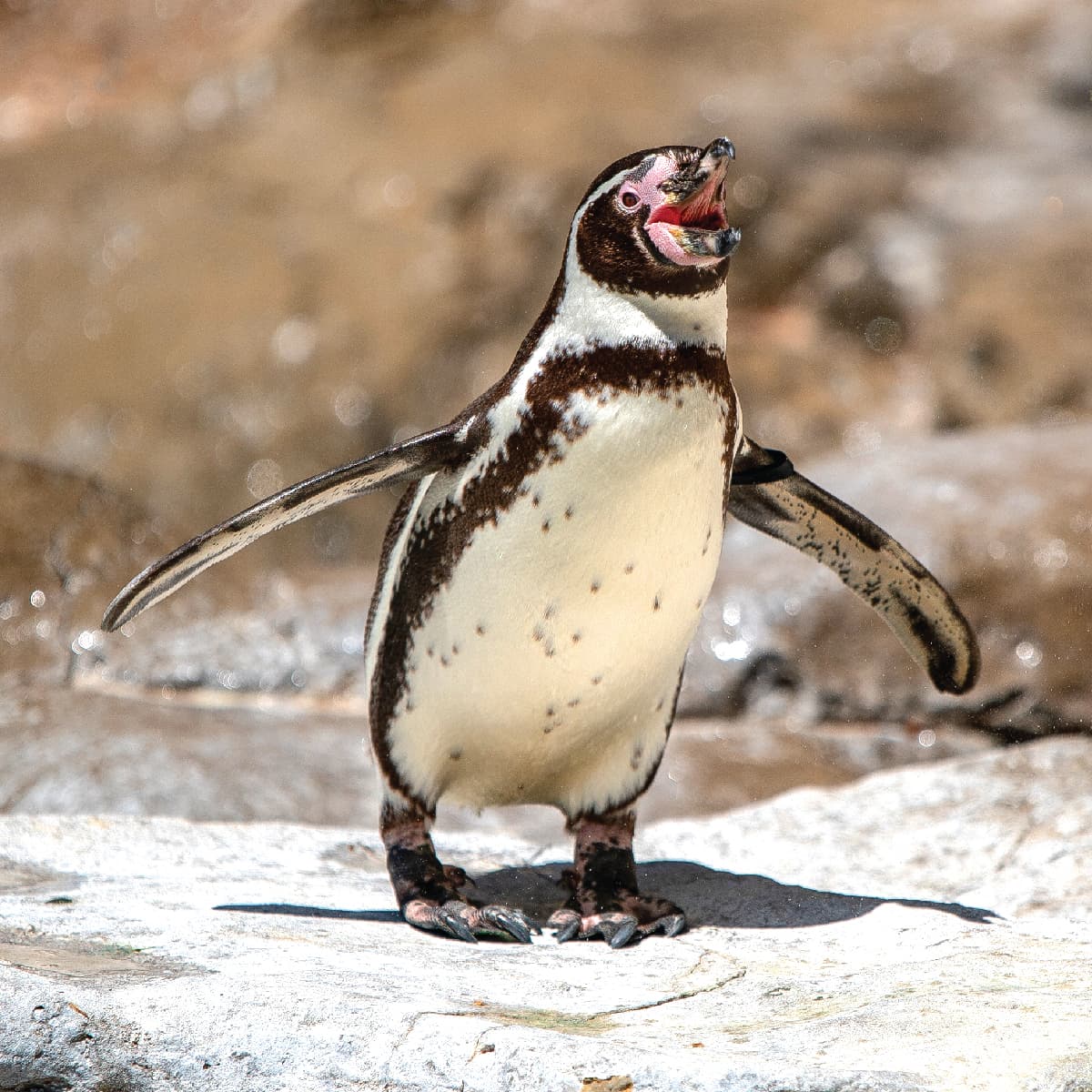 Saint Louis Zoo | Humboldt Penguin