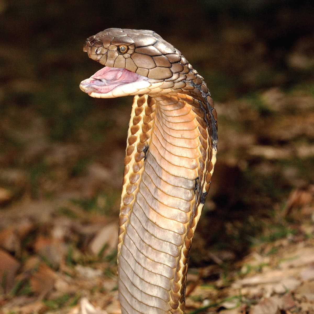 King Cobra  Saint Louis Zoo