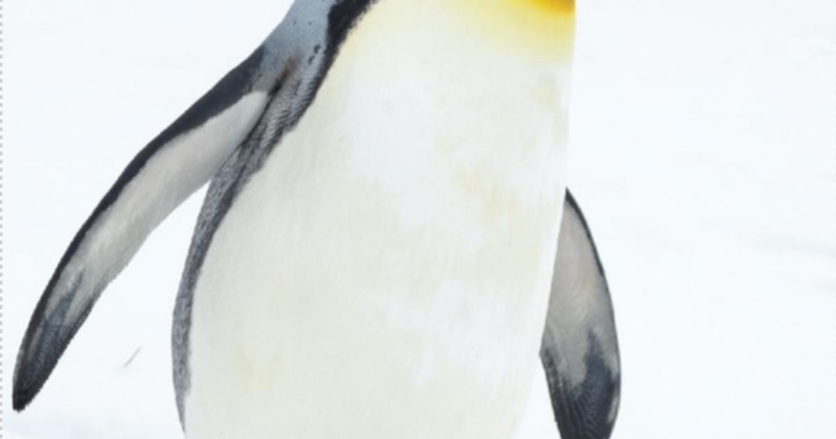 Saint Louis Zoo | King Penguin