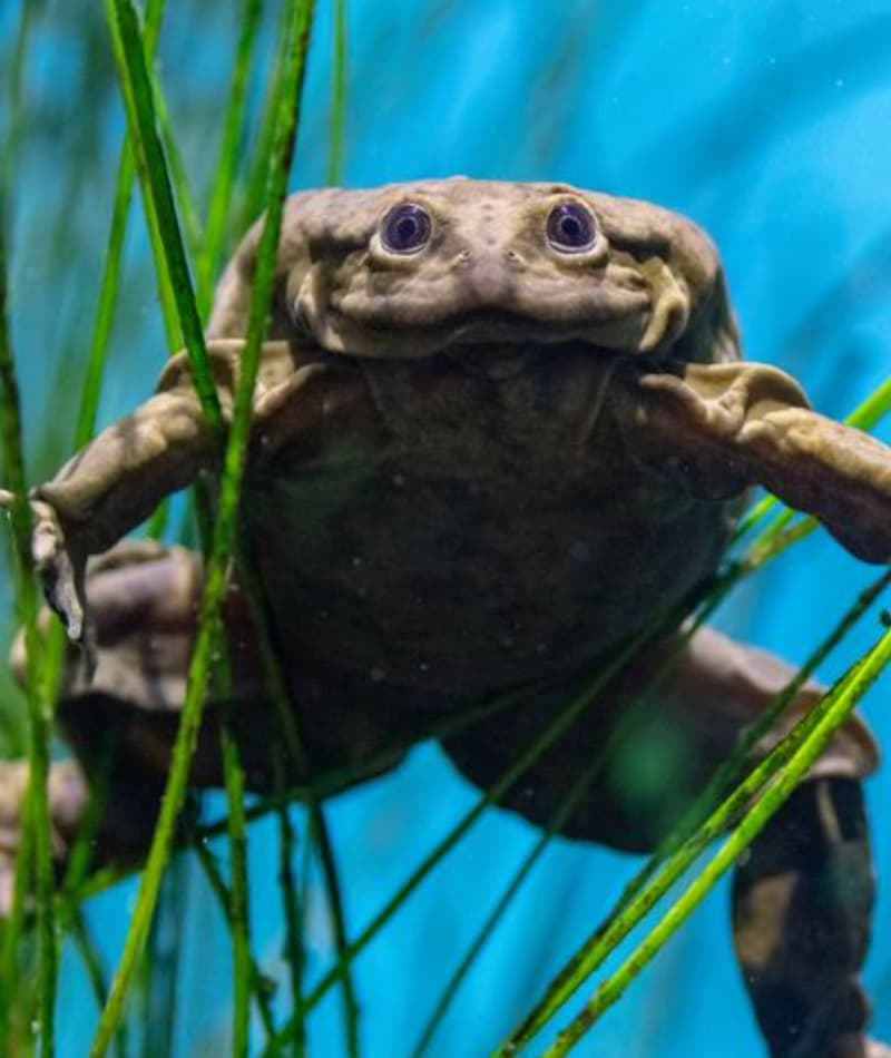 Lake Titicaca Frog | Saint Louis Zoo