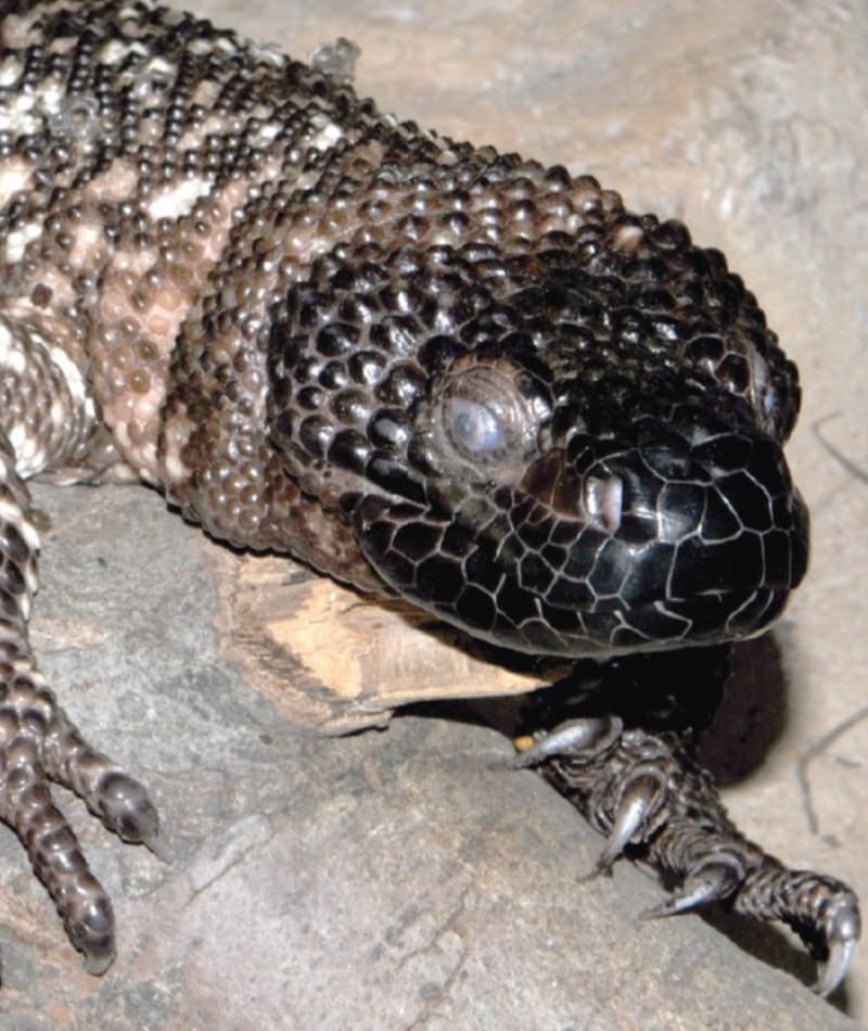 Saint Louis Zoo | Mexican Beaded Lizard Saint Louis Zoo | Mexican Beaded Lizard