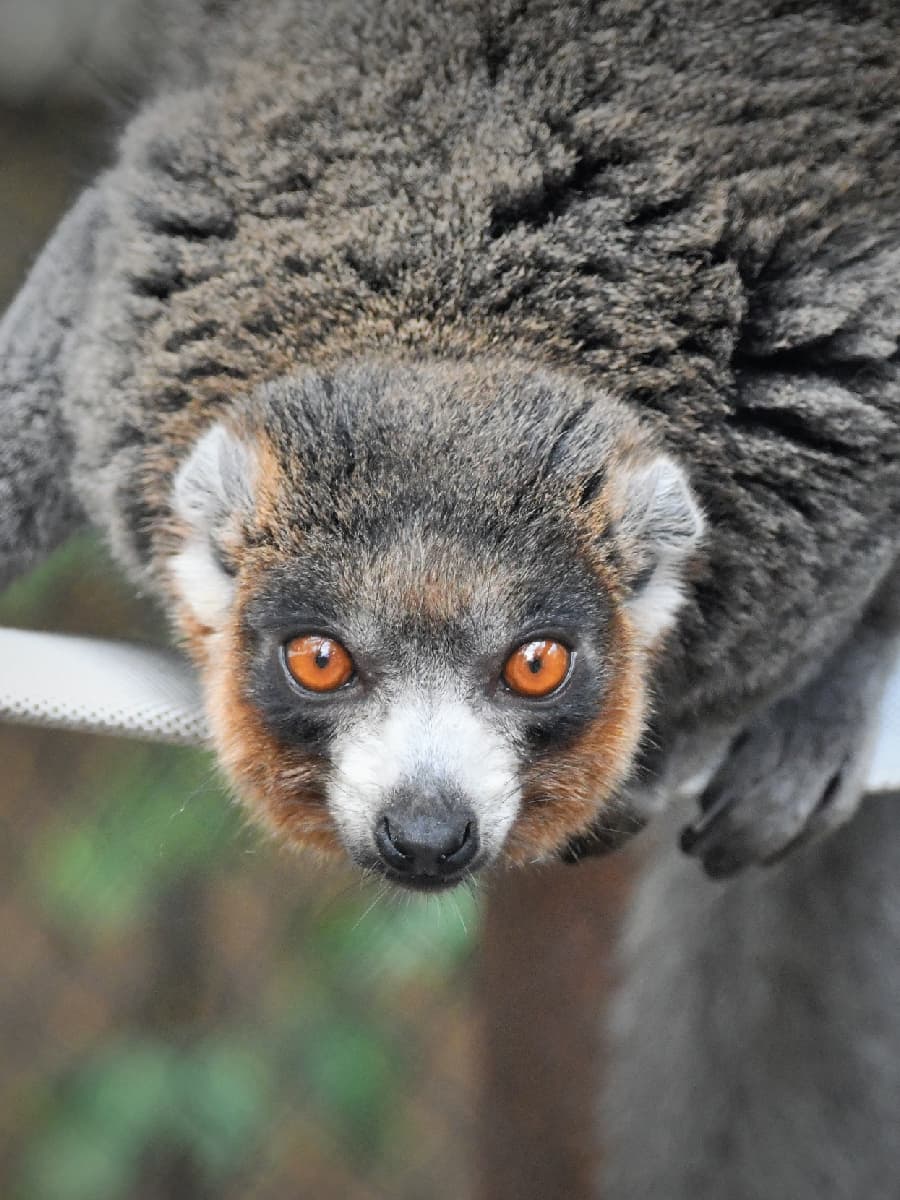 Saint Louis Zoo | Mongoose Lemur