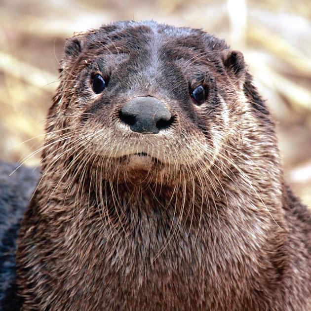 River Rotte River Otters Pictures