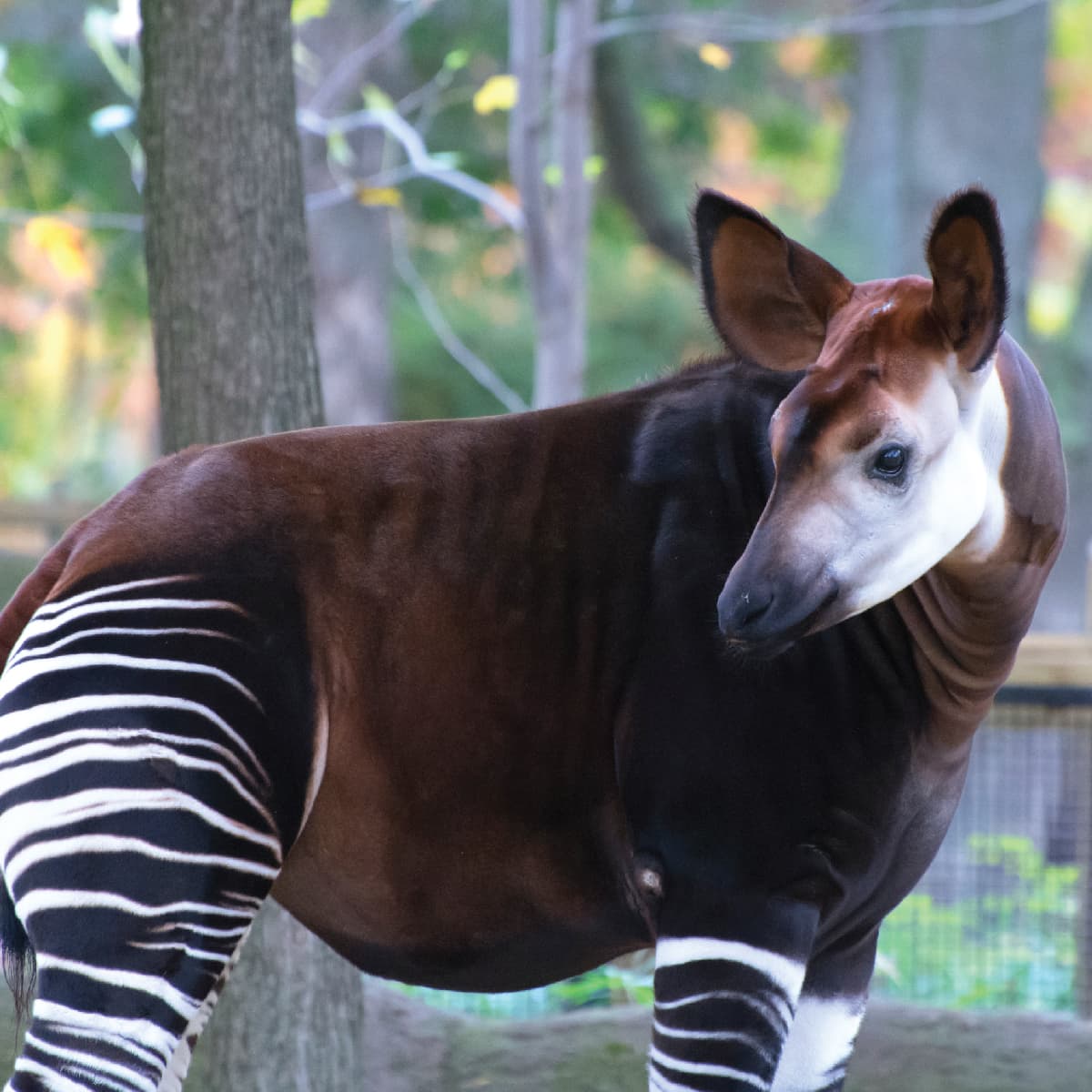 Saint Louis Zoo | Okapi