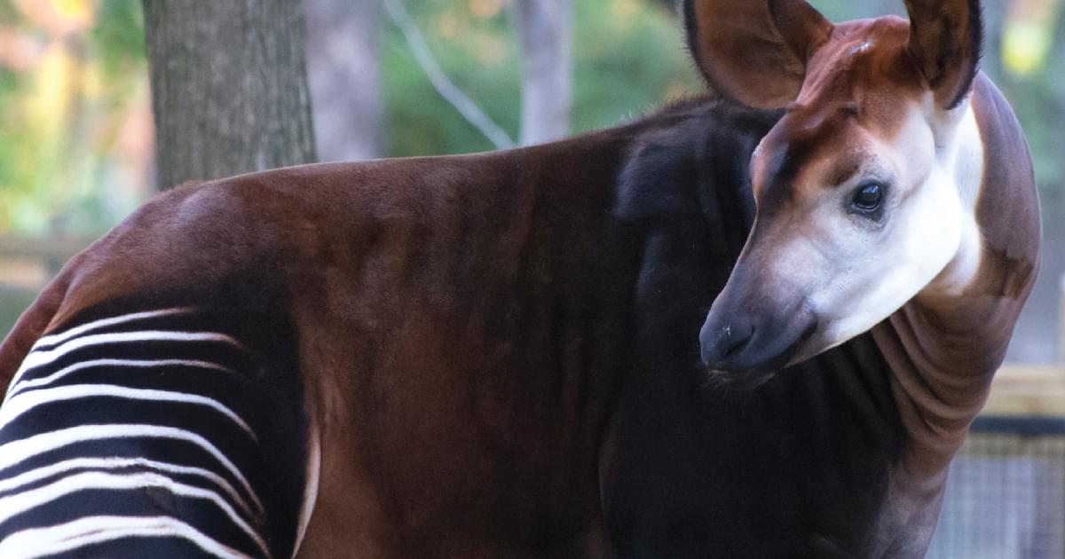 Okapi Face