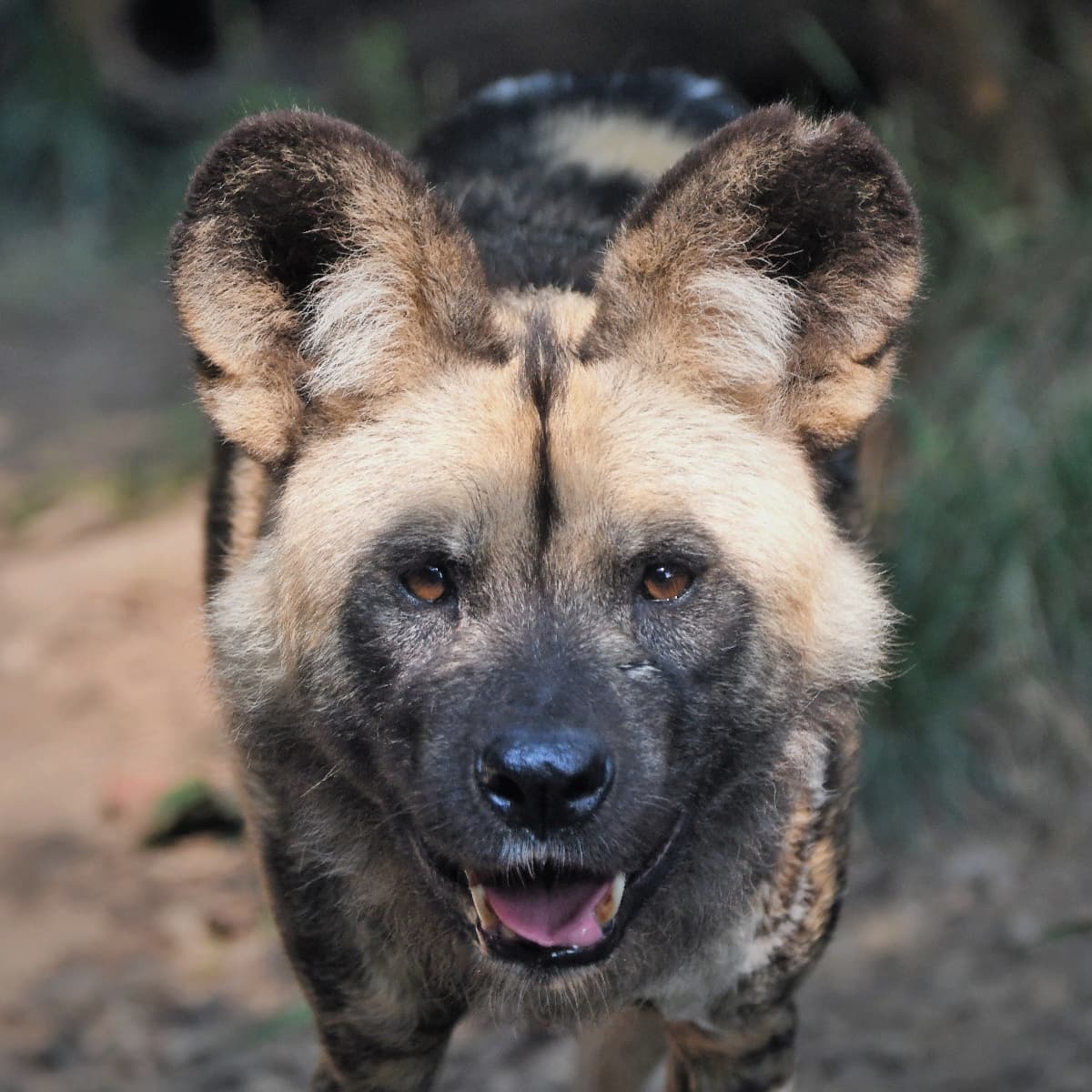 Saint Louis Zoo | African Painted Dog